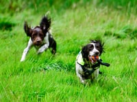 Sniffer dogs to help stop water leaks