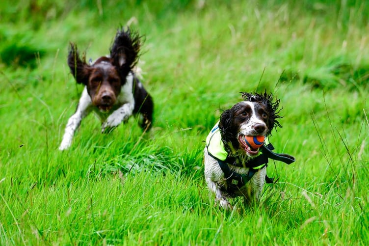 Kilo and Denzel, Cape SPC’s leak sniffer dogs helping solve water leaks.