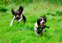 Sniffer dogs to help stop water leaks