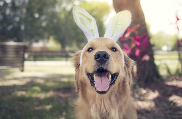 Easter hazards for your pets