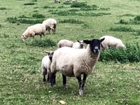 Review into Dartmoor management after Moorland grazing concerns