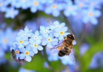 Study reveals how pollinators cope with plant toxins
