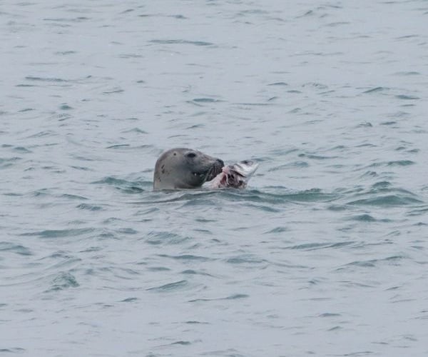 The seal eating the fish close to the shore in South East Cornwall