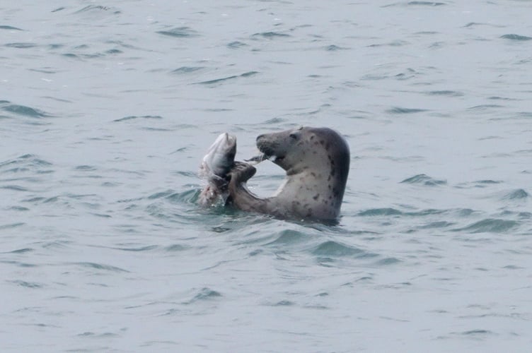 The seal eating the fish close to the shore in South East Cornwall