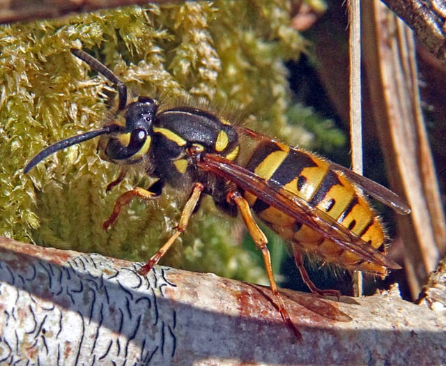 Wasps help gardeners by gobbling up aphids and small caterpillars