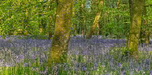 Step into a beautiful bluebell spring with the National Trust