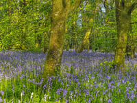 Step into a beautiful bluebell spring with the National Trust