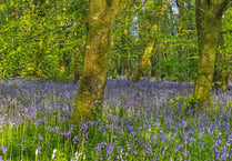 Step into a beautiful bluebell spring with the National Trust