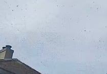 VIDEO: A swarm of bees force Cornish castle to shut