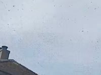 VIDEO: A swarm of bees force Cornish castle to shut