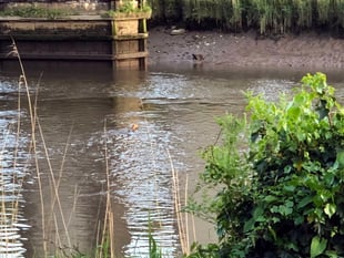 Deer spotted swimming in the Tamar at Calstock