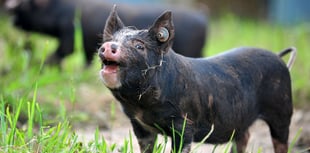 Devon County Show kicks off today