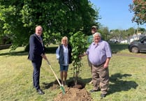 Clear skies for tree planting