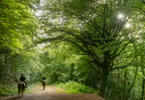  Discover nature as Woodland Welcomers in Kings Wood, St Austell 
