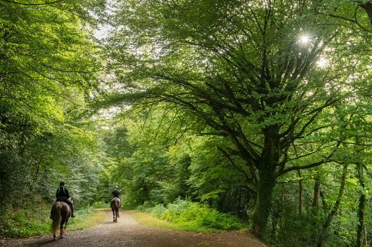 Kings Wood, St Austell