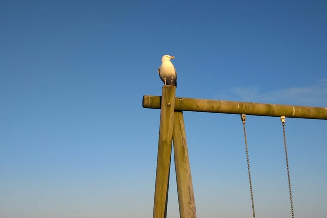 A seagull observes the sky at Pentewan Sands