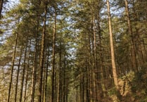 Learn more about woodland project in Highwood, Liskeard
