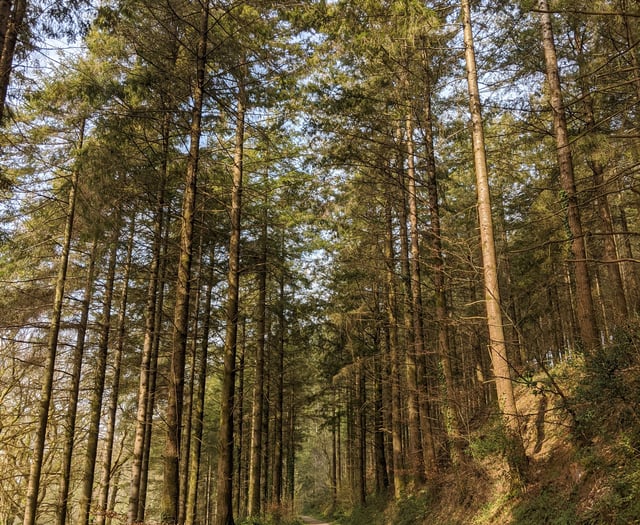 Highwood near Liskeard re-opens to the public 