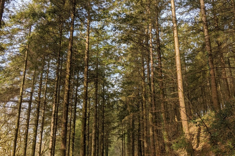 A PATH through Liskeard’s High Wood, where Protect Earth is planting native trees to restore the woodland