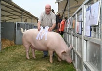 Royal Cornwall Show: Champion rosettes for local pigs