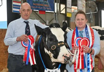 Royal Cornwall Show: Good stock in cattle arena
