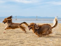 Cornish beaches set to lift dog ban as season comes to a close