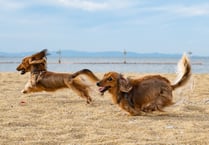 Cornish beaches set to lift dog ban as season comes to a close
