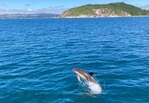 Fowey ferry passengers greeted by dolphins