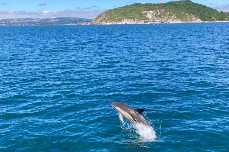 Dolphin leaping from the water in Fowey