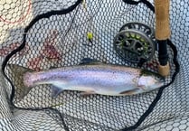 Marked increase in insect activity at fisheries