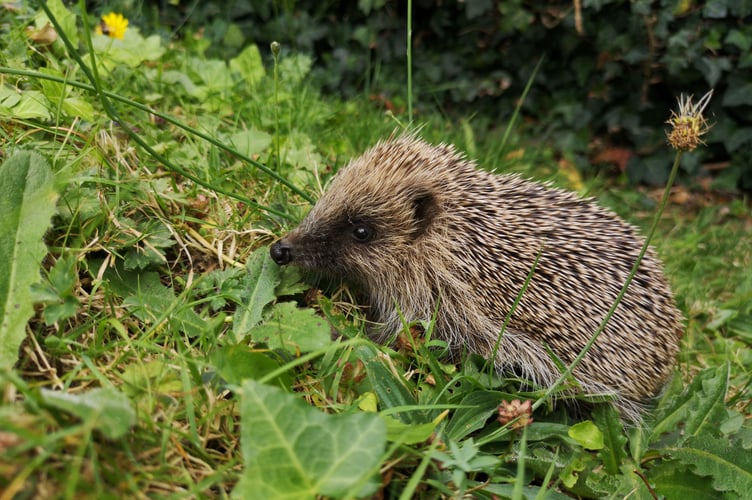 Hedgehog
