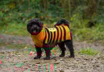 Milo becomes finalist in Soldiering On Awards and needs your vote
