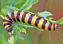 Naturewatch with photographer Ray Roberts