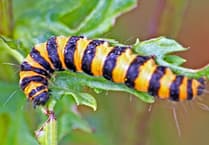 Caterpillar is unmistakable with its transverse bands of black and yellow