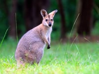 What is the rarest roadkill in Cornwall?