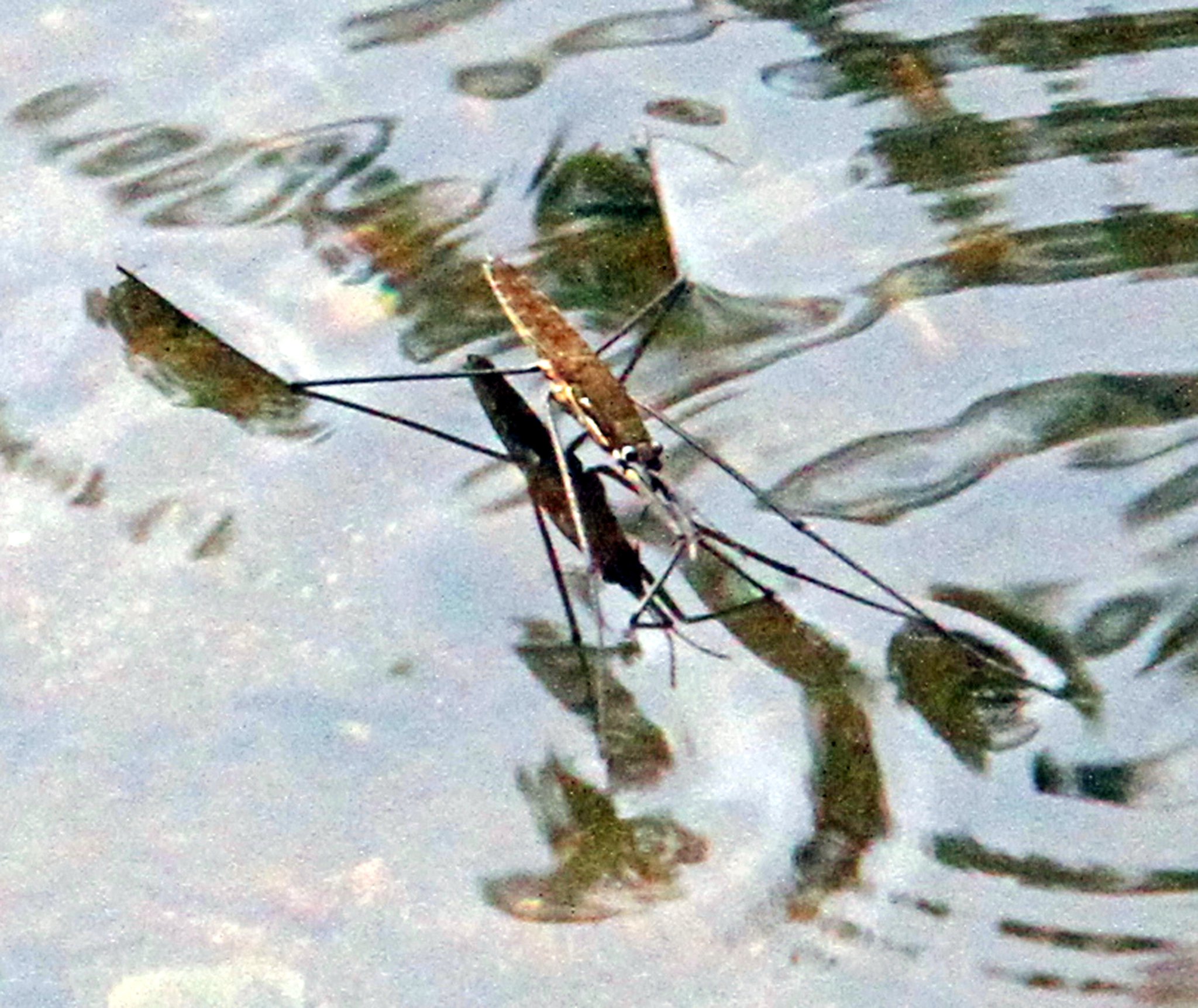 River path could provide a wonderful nature learning walk for youngsters