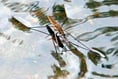 River path could provide a wonderful nature learning walk for youngsters
