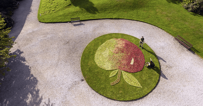 A gardener puts the finishing touches to the giant apple mosaic at the National Trust’s Cotehele in Cornwall in September