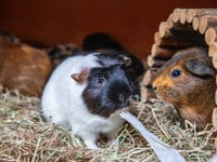RSPCA centres jam packed after 37% rise in unwanted guinea pigs