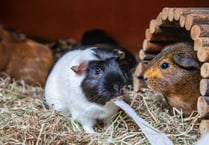 RSPCA centres jam packed after 37% rise in unwanted guinea pigs