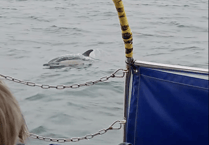 VIDEO: Ferry passenger crosses off bucket list item on Mevagissey to Fowey crossing 