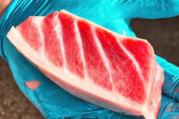Tuna landed in Looe
