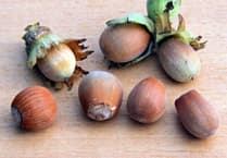 Lovely memories of summer holidays collecting hazel nuts for Christmas