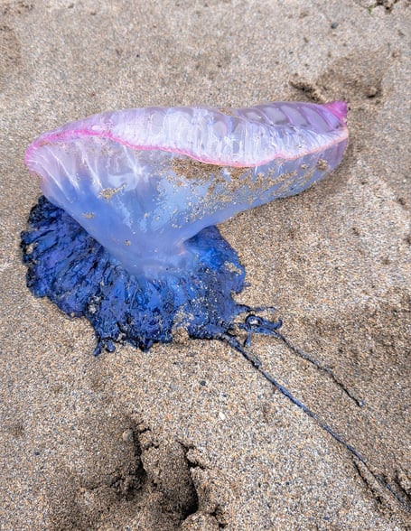Portuguese Man o' War