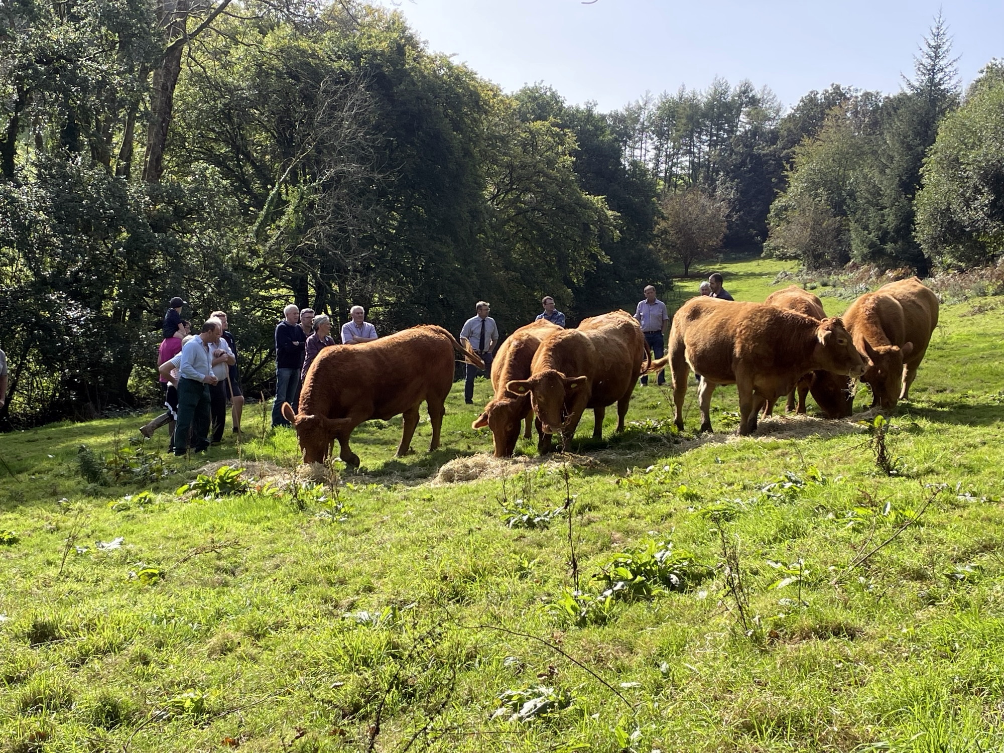 Farm walk celebrates show win