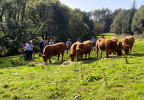 Farm walk celebrates show win