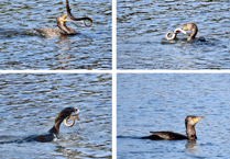 Cormorant spotted battling with a slippery eel in Looe 