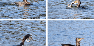 Cormorant spotted battling with a slippery eel in Looe 