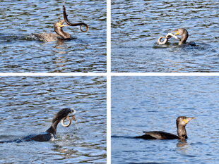 Cormorant spotted battling with a slippery eel in Looe 