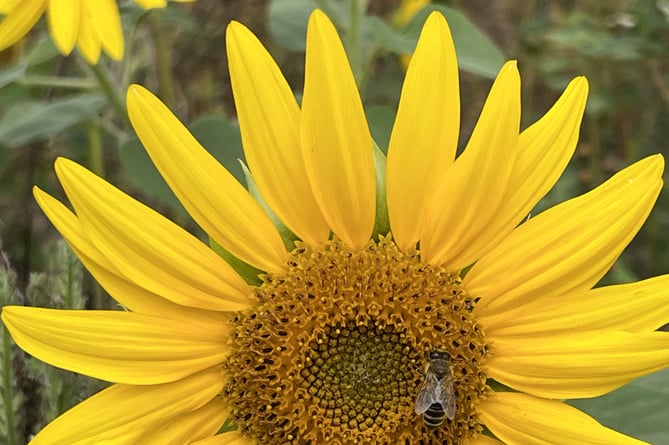 Honey Bee foraging on a sunflower in the UK.
